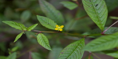 Ludwigia hyssopifolia